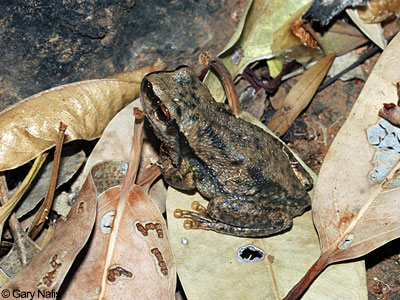 Australian Frog