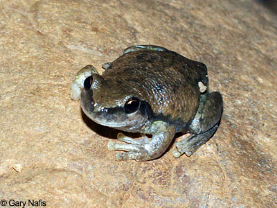 Australian Frog