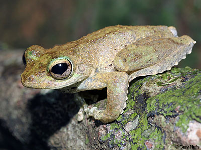 Australian Frog