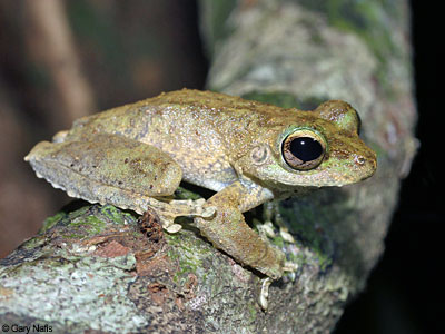 Australian Frog