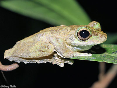 Australian Frog