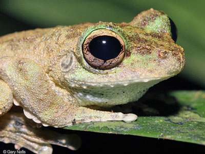 Australian Frog