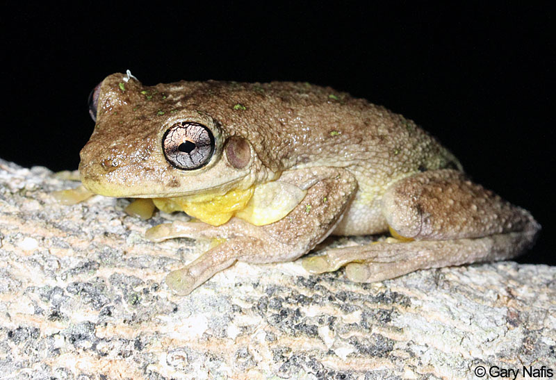 Australian Frog