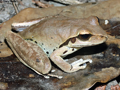 Australian Frog