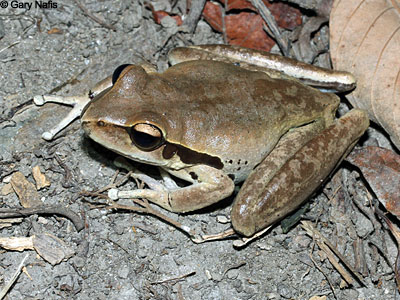 Australian Frog