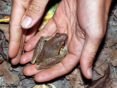 Australian Frog