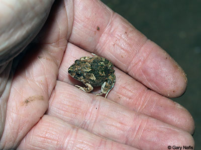 frog