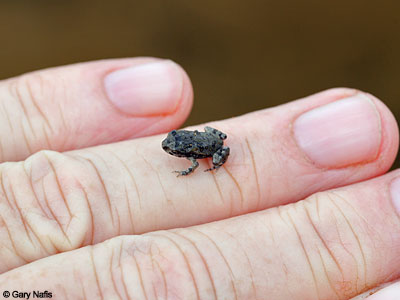 toad