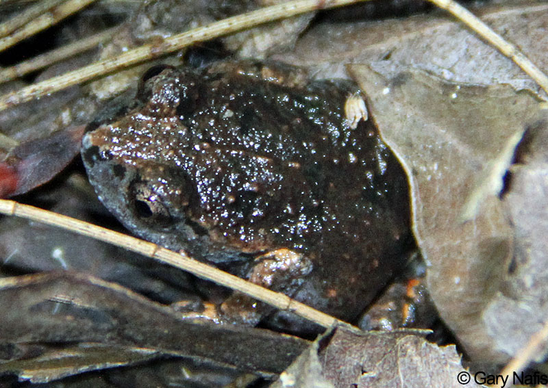 Australian Frog