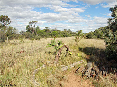 habitat