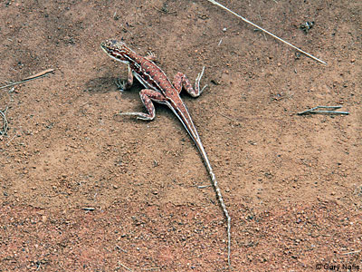 lizard