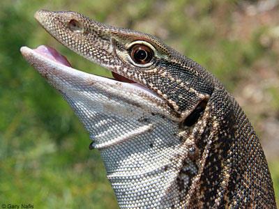 lizard