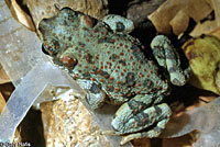 Red-spotted Toad 