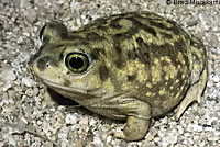 Red-spotted Toad 