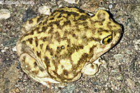 Red-spotted Toad 