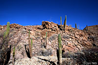 Isla Angel de la Guarda Rattlesnake habitat