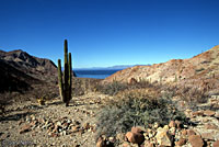 Isla Angel de la Guarda Rattlesnake habitat