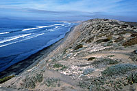 Baja California Legless Lizard habitat