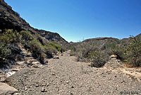 Desert Iguana habitat