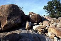 Peninsular Leaf-toed Gecko habitat