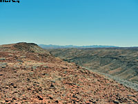 Black-tailed Brush Lizard habitat