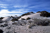 Viscaino Zebra-tailed Lizard habitat