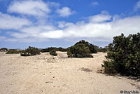 Viscaino Zebra-tailed Lizard habitat