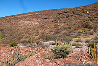 Cape Giant Whiptail habitat