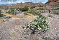 Carmen Island Zebra-tailed Lizard habitat