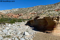 Carmen Island Zebra-tailed Lizard habitat