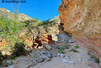 Carmen Island Zebra-tailed Lizard habitat