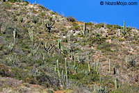 Carmen Island Zebra-tailed Lizard habitat