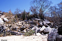 Cape Giant Whiptail habitat