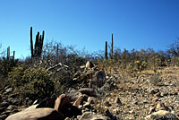 Granite Spiny Lizard habitat