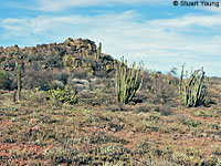 Granite Spiny Lizard habitat