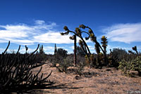 Wiggins' Night Lizard habitat