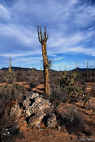 Wiggins' Night Lizard habitat