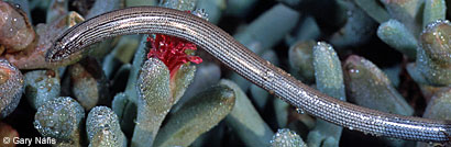 Baja California Legless Lizard