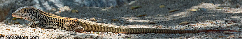 Black-tailed Brush Lizard