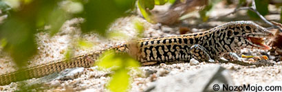 Side-blotched Lizard