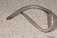 Baja California Legless Lizard