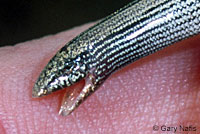 Baja California Legless Lizard