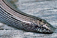 Baja California Legless Lizard