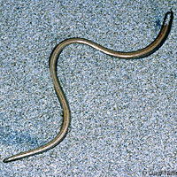 Baja California Legless Lizard