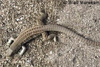 Cape Giant Whiptail 