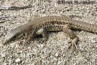 Cape Giant Whiptail 