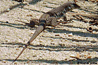 Cape Giant Whiptail 