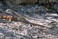 Cape Giant Whiptail 