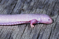 Five-toed Worm Lizard