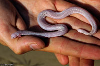 Five-toed Worm Lizard